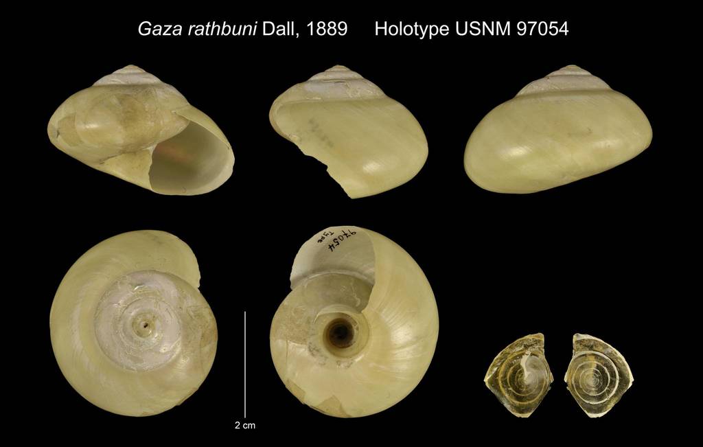 Gaza rathbuni
