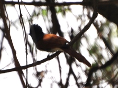 Terpsiphone viridis plumbeiceps