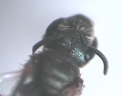 Halictus tumulorum