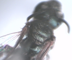 Halictus tumulorum
