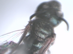 Halictus tumulorum