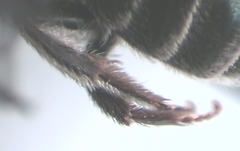 Halictus tumulorum