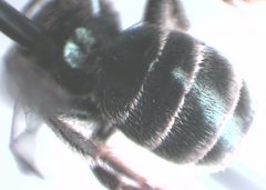 Halictus tumulorum