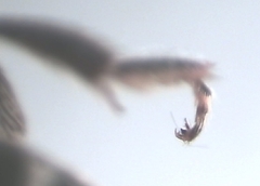 Halictus tumulorum