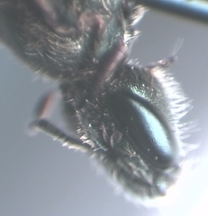 Halictus tumulorum