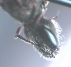 Halictus tumulorum
