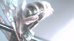 Halictus tumulorum