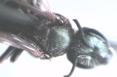 Halictus tumulorum