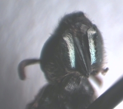Halictus tumulorum