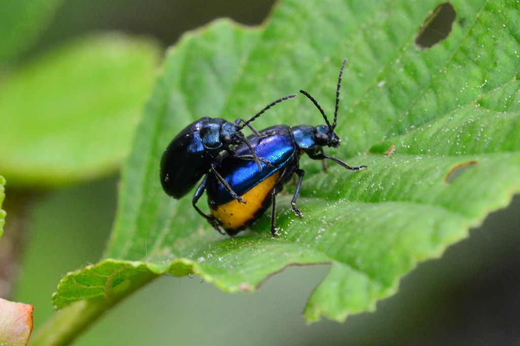 Agelastica