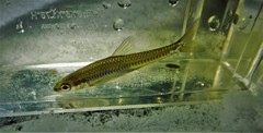 Notropis heterolepis