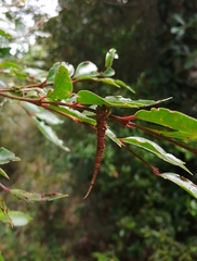 Arctopoda maculosa