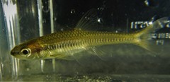 Notropis heterolepis