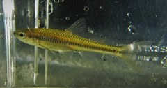 Notropis heterolepis