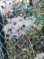 Clematis vitalba