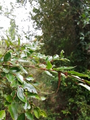 Arctopoda maculosa