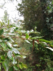 Arctopoda maculosa