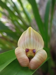 Maxillaria egertoniana