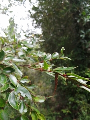 Arctopoda maculosa