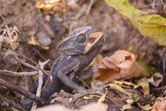 Chamaeleo arabicus