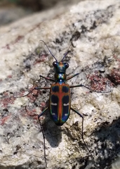 Cosmodela barmanica