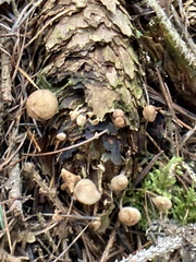 Baeospora