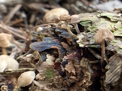 Baeospora