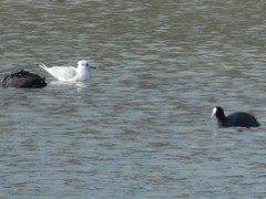 Fulica atra