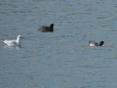 Fulica atra