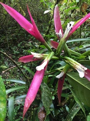 Guzmania wittmackii