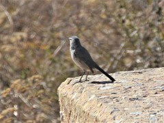 Cercotrichas coryphoeus cinerea