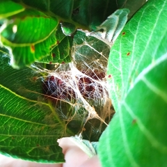 Pyrrhopyge pelota