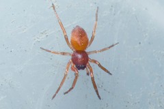 Trachelas minor