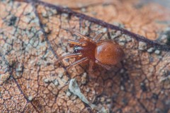 Trachelas minor