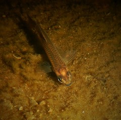 Notropis heterolepis