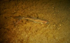 Notropis heterolepis