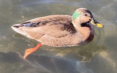 Anas platyrhynchos × zonorhyncha