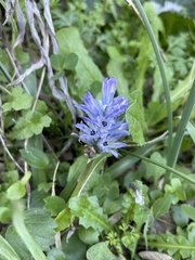 Bellevalia hyacinthoides