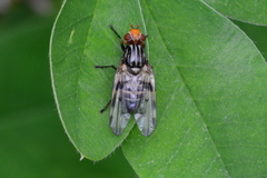 Otites porcus