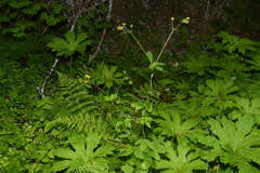 Geum macrophyllum macrophyllum