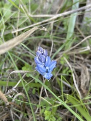 Bellevalia hyacinthoides