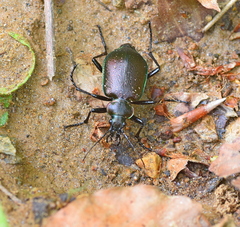 Calosoma inquisitor