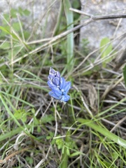 Bellevalia hyacinthoides