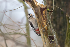 Dendrocopos syriacus