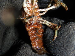 Faxonius rusticus × propinquus