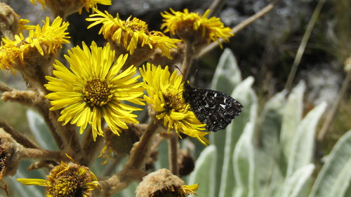 Steromapedaliodes albonotata