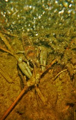 Faxonius rusticus × propinquus