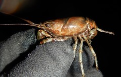 Faxonius rusticus × propinquus