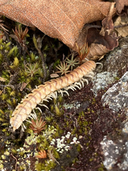 Parafontaria laminata