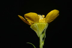 Geum macrophyllum macrophyllum